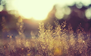 selective focus photography of flower fields during Sunrise